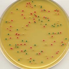 Brilliance Enterobacter sakazakii Agar [DFI] (medio de cultivo deshidratado) 100 g para 2,3 litros de medio CM1055A 500 g para 11,6 litros de medio CM1055B Enterobacter sakazakii Isolation