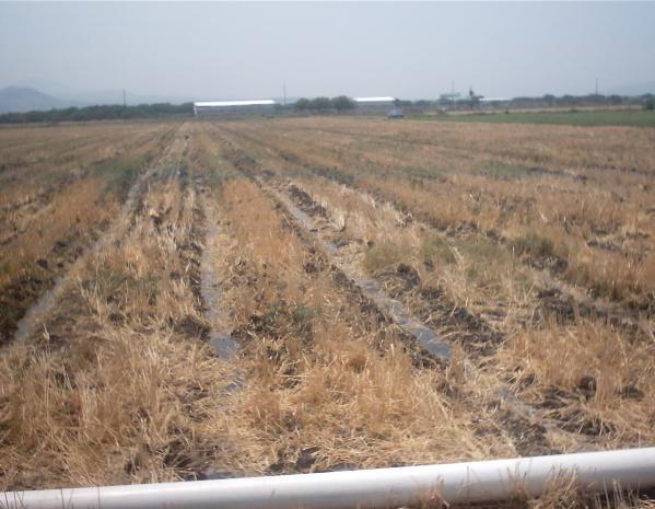 El INIFAP y FIRA han impulsado en los últimos años la Labranza de conservación, mediante la cual se dejan los residuos de la cosecha sobre el terreno para su incorporación y mejorar las condiciones