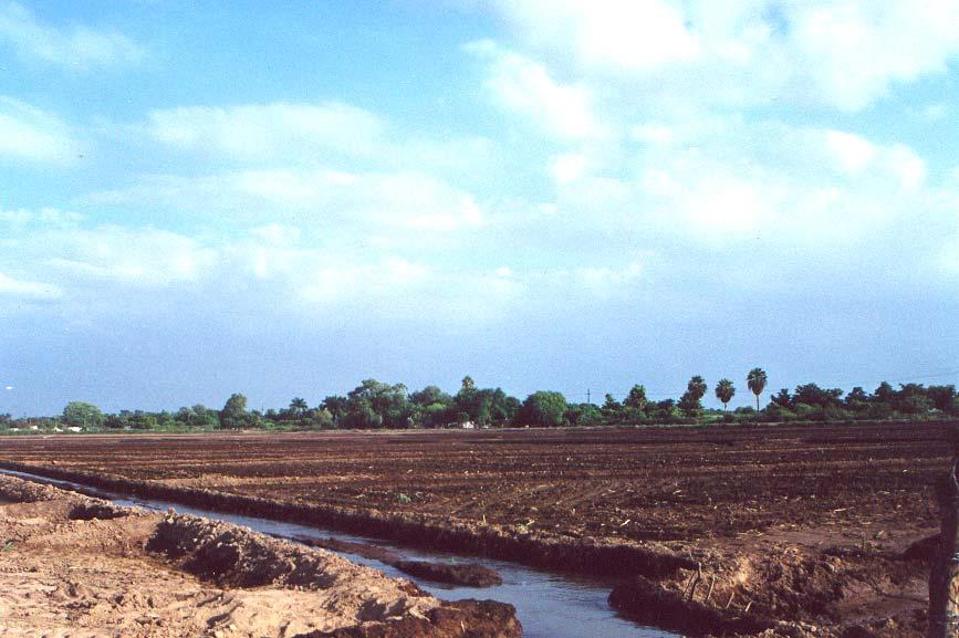 Agua Efectos ambientales del libre comercio en Sinaloa La precipitación pluvial media anual en Sinaloa se redujo en 5% entre 199 y 1998.