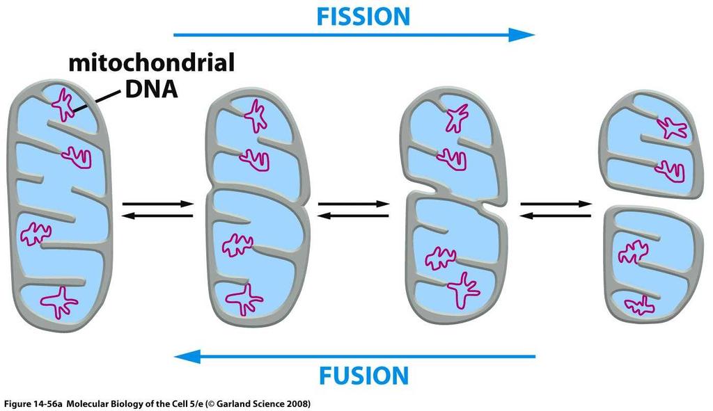 Mitocondrias: fisión y fusión