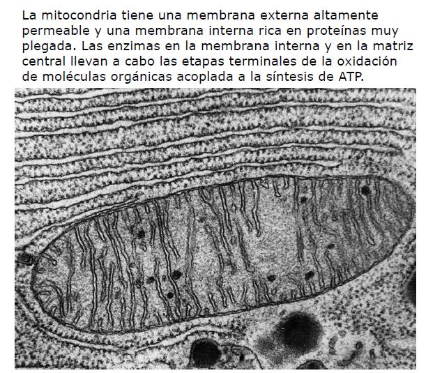 La mitocondria tiene una membrana externa altamente permeable y una membrana interna altamente plegada rica en proteínas.