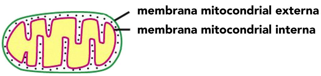 Membranas mitocondriales Membrana