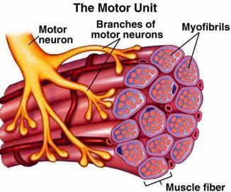 UNIDAD 1 EL APARATO LOCOMOTOR I El Sistema Neuromuscular los músculos presentan inervaciones motoras que es la relación entre un nervio