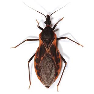 QUÉ ES LA VINCHUCA? Es un insecto hematófago, es decir, que se alimenta de sangre.