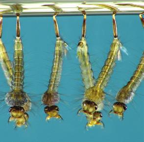 VIRUS ENCEFALITIS EQUINA DEL OESTE Ochlerotatus albifasciatus es el mosquito más austral y llega hasta Tierra del Fuego. Se trata de una especie silvestre pero que también alcanza el ambiente urbano.
