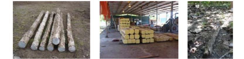 Durabilidad de la madera Durabilidad de trozas: en épocas secas, las trozas presentan buena