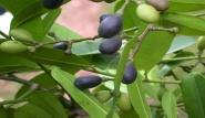 Cultivo olivar (España): variedades Picual Aceite Hojiblanca Aceite/Mesa Cornicabra Aceite Lechín. Aceite Manzanilla.