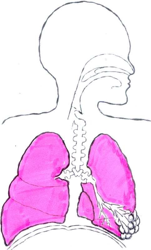 b. Pulmons Diafragma: làmina cartilaginosa on es recolzen els pulmons Pulmons: són dues masses esponjoses formades per una sèrie de cavitats anomenades alvèols connectades a l arbre bronquial.