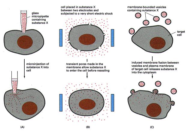 Métodos para introducir en una célula una substancia para la cual la membrana es impermeable Visualización de microtubulos con