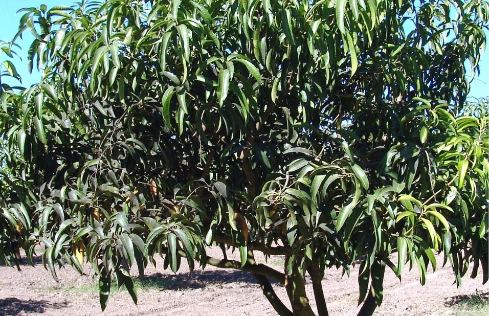 EL F ITOSANITARIO Pág. 6 Los Mochis, Sin., 15 de Noviembre de 2006 al 15 de Enero de 2007 Recomiendan a productores intensificar acciones de control Aumentan poblaciones de Escama en mango Por: Dr.