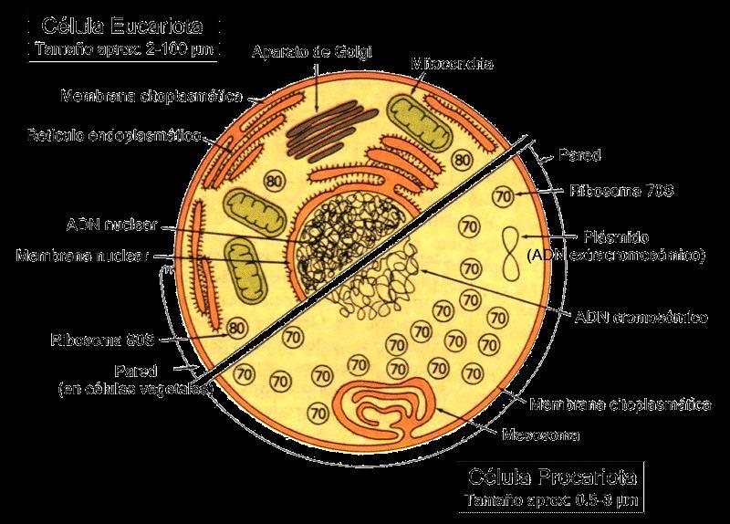 Ultraestructura de la célula eucariota Excepto el reino Moneras (bacterias y arqueobacterias), el resto de los seres vivos (los demás reinos) presentan una organización celular eucariota.