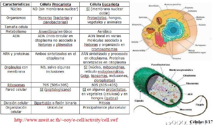 Comparación célula procariota y eucariota Característica Célula procariota Célula eucariota Núcleo No Sí (membrana nuclear doble) Organismos Moneras (bacterias y arqueobacterias) Protoctistas,