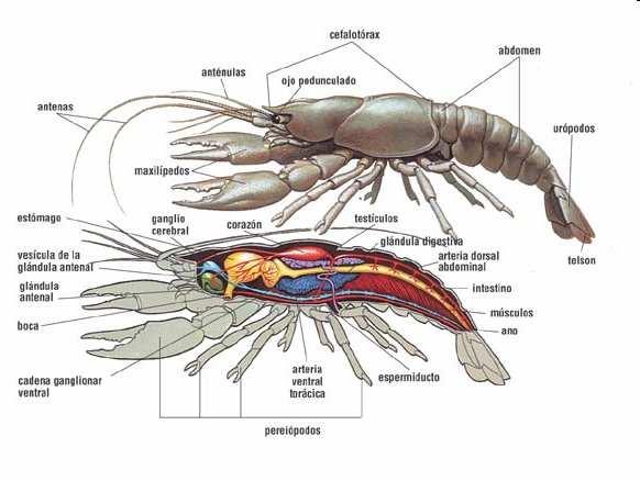 Els Crustacis -Quasi tots són s marins (llamàntol, gamba, percebe...), alguns d aiguad dolça (cranc de riu) ) i uns pocs terrestres (someretes). -Cos dividit cap, tòrax i abdomen.