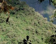 Vulnerabilidad de los bosques andinos al cambio climático futuro Nivel base de las nubes se eleva por incremento de T Bosques en ladera vulnerables a deslizamientos de tierra (intensidad y
