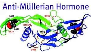 Clásicamente la determinación de la Hormona anti Mulleriana (AMH) se utilizaba
