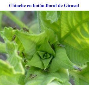 familia Ligaeidae de género Nysius, vulgarmente conocida como chinche diminuta, generalmente con aparición sobre el cultivo desde antes de botón floral y hasta la floración e incluso en la formación