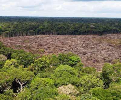 Deforestación Los bosques constituyen uno de los ecosistemas más valiosos del mundo.