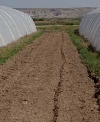 otras y su efecto perjudicial sobre el desarrollo de los cultivos - no siempre se mantiene en condiciones adecuadas y queda generalmente como un espacio baldío.