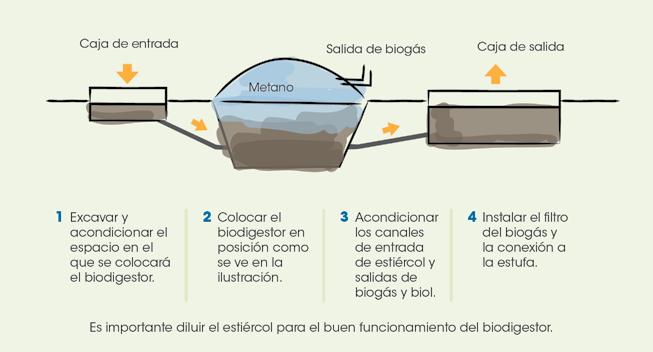 Qué se necesita? Volumen alto de estiércol. Agua para diluir el estiércol Instalaciones para el biodigestor (Excavación y techo protector para el biodigestor).
