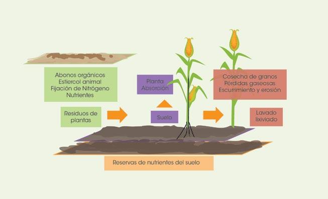Cómo hace? 1. Conocer las condiciones del suelo por medio de un análisis químico o de cromatografía. 2. Escoger cultivos asociados que ayuden a mantener los nutrientes en el suelo.