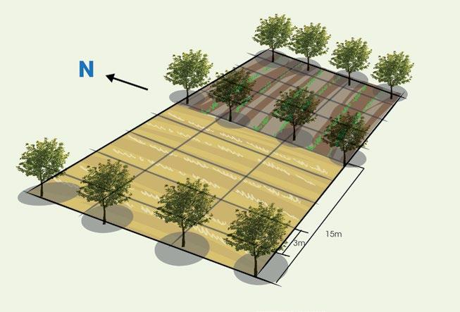 Cómo se hace? 1. Escoger las variedades adecuadas y calcular la cantidad de plantas por unidad de área. 2. Hacer un plan de reforestación (tiempos de siembra, espaciamiento y sitios). 3.
