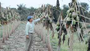 Vulnerabilidad del sector agropecuario frente al Cambio Climático El sector agropecuario en Bolivia constituye el segundo más