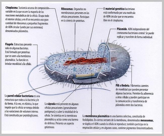 ESTRUCTURA DE UNA BACTERIA Las células eucariotas son evolutivamente más avanzadas que se caracteriza por tener membrana nuclear y por constituir organismos multicelulares complejos: animales,