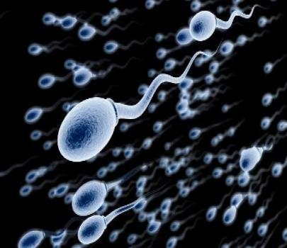 Glóbulos rojos Espermatozoides Óvulo En qué se diferencia la célula vegetal