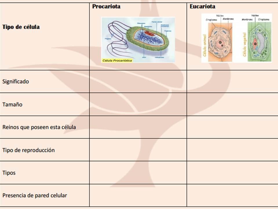 procariotas y eucariotas y según su forma en