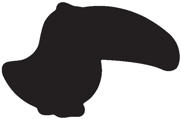 Ocelote ( Retratos) El ocelote o tigrillo es la especie más grande de los felinos manchados de América.
