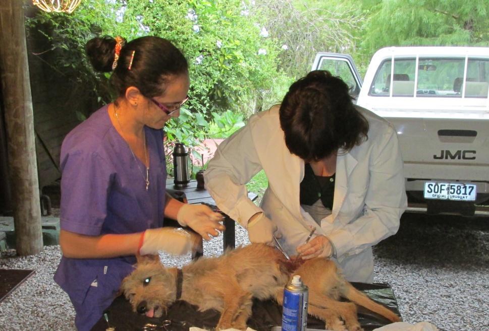 , 2014) Vacunación durante cirugía Vacunación en perros