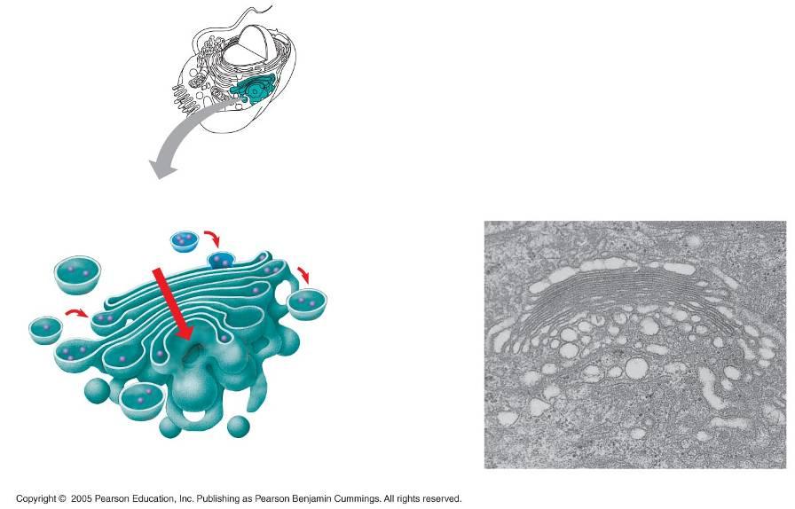 LE 6-13 Aparato de Golgi Cara cis (lado receptor) Vesicles also transport certain proteins back to ER Vesicles move from ER to Golgi Vesicles coalesce to form new cis Golgi cisternae Cisternae 0.