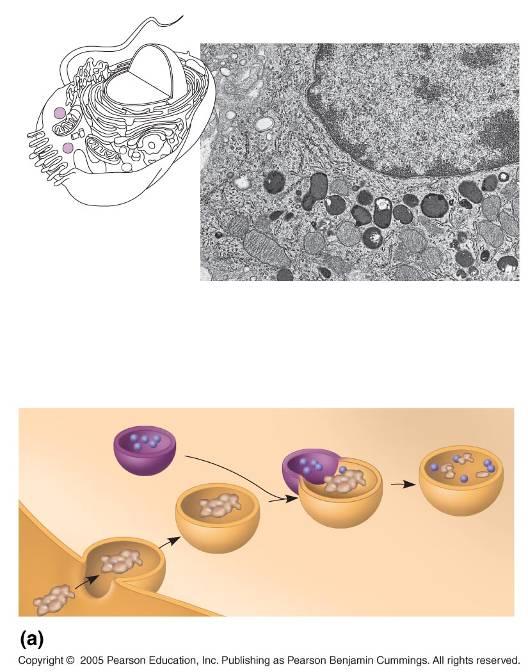 LE 6-14a Nucleo 1 µm Lisosoma Lysosome contains active hydrolytic enzymes Food vacuole fuses with lysosome Hydrolytic enzymes