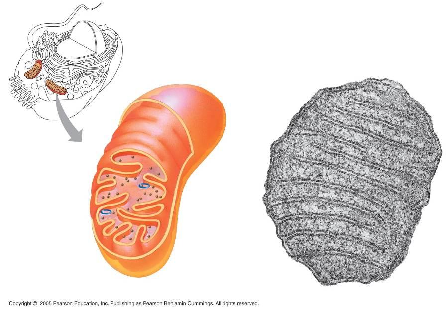 LE 6-17 Mitocondrias Espacio intermembranoso Membrana externa Ribosomas libres