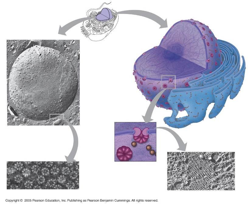 LE 6-10 Nucleo 1 µm Nucleolo Cromatina Envoltura Nuclear: Membrana interna Membrana externa Nucleo Poro nuclear Complejo De