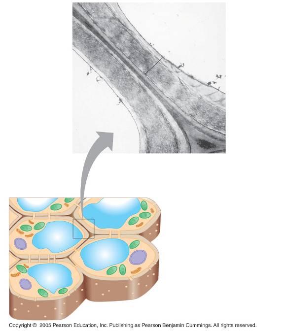 LE 6-28 Vacuola central de la célula Membrana plasmática Pared celular secundaria Pared celular primaria