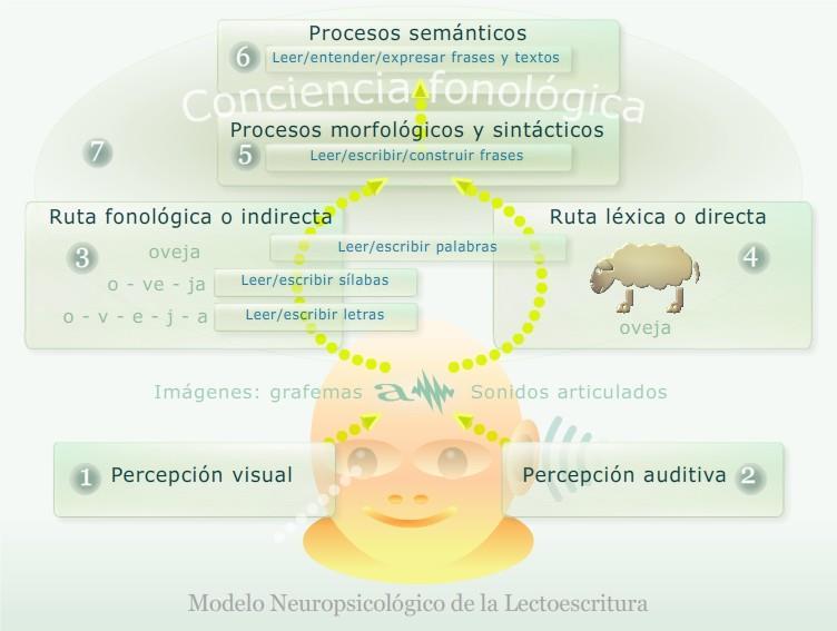 Modelo de intervención neuropsicológico Estimulación de las habilidades cognitivas básicas para la lectura: Procesos perceptivos visuales (input