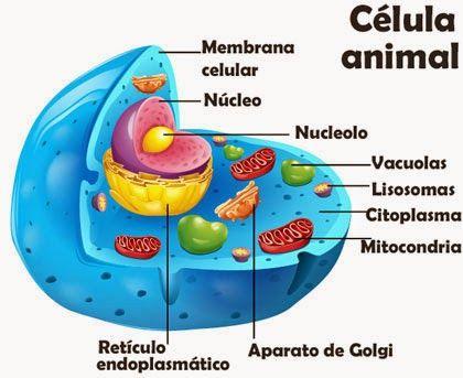 6 6. Las partes más importantes de la célula son: a. Núcleo, membr/ana celular, citoplasma y organelos b. Lisosomas, ribosomas y organelos c.