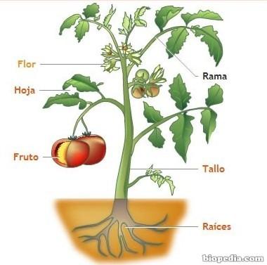 15 15. Son partes de una planta que constituyen un órgano reproductor. a. El tallo b. Las hojas c. Las flores d. La raíz 16 16. Las plantas proporcionan alimento y abr/igo para muchos organismos.