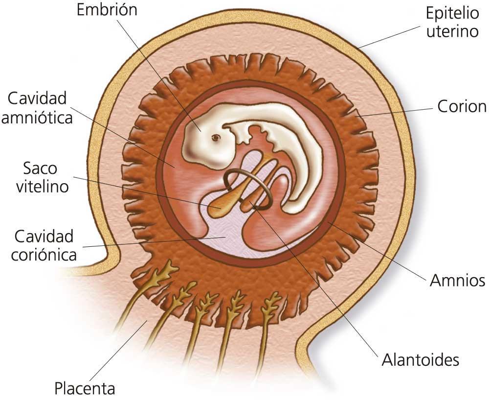 Anejos embrionarios Son un conjunto de membranas que rodean al embrión