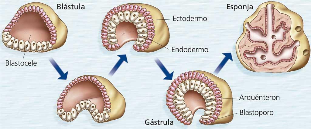 Gastrulación Las células de la blástula se desplazan para formas capas llamadas hojas embrionarias que en el adultos