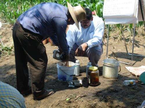 ) a base de micronutrientes en terrenos intermedios en la Frailesca, Chiapas.