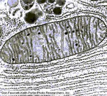 A.D.N. MITOCONDRIAL Las mitocondrias son organelos intracelulares presentes en todas las células humanas (excepto los glóbulos rojos maduros).