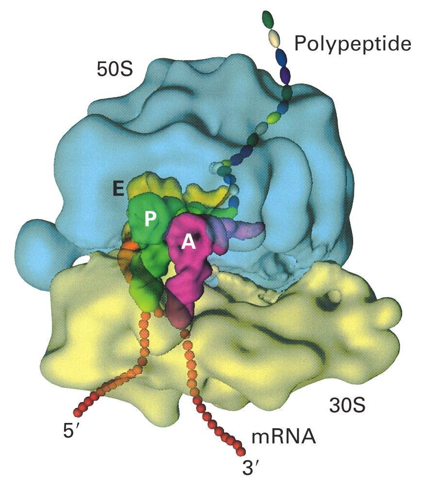 realiza la síntesis proteica Subunidad mayor: 3 ARNr y 49