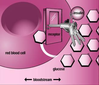 Promueve la captación de la glucosa en todas las células del organismo, excepto, las células del encéfalo.