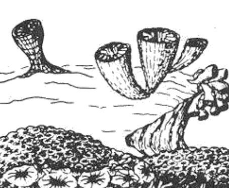 Por ejemplo, unos estratos con nummulites (era Terciaria) son más modernos que otros con ammonites (era Secundaria). VALVAS DE ALGUNOS ORGANISMOS.