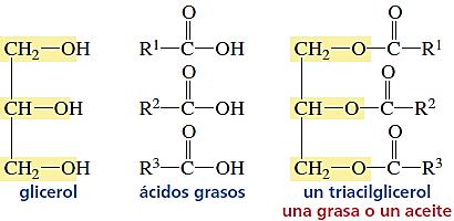 Si los componentes de los tres ácidos grasos de un triglicérido son los mismos, este compuesto se llama