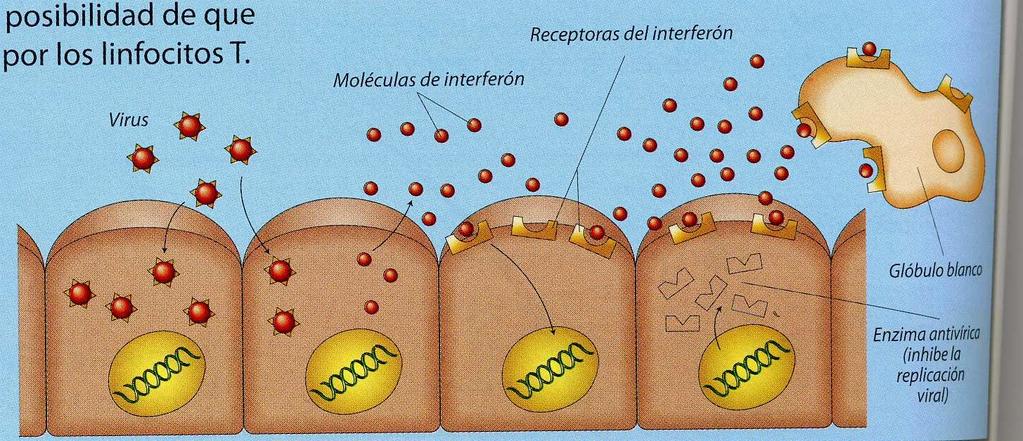 ACCION DE LOS INTERFERONES Las células infectadas por un virus sintetizan y liberan unas proteínas, conocidas con el nombre de interferón, que impiden que la
