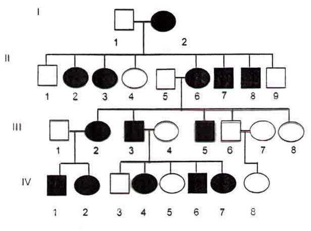 4. Genealogías 4.