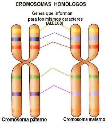 1. Conceptos de genética Gen: conjunto de nucleótidos, que codifican para una característica.